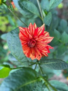 Mexican Poppy Flower: Uses, Benefits, and Fascinating Facts