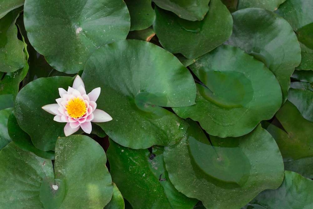white lotus flower in bloom