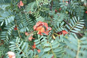6 Powerful Medicinal Benefits of Sesbania Sesban