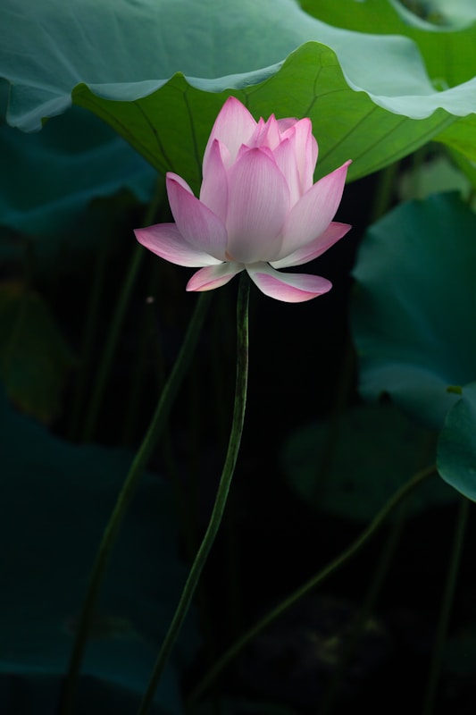 Sacred Lotus Flower: Meaning, Health Benefits, and Fascinating Facts 2 A pink lotus flower sitting on top of a green leafy plant | sacred lotus flower