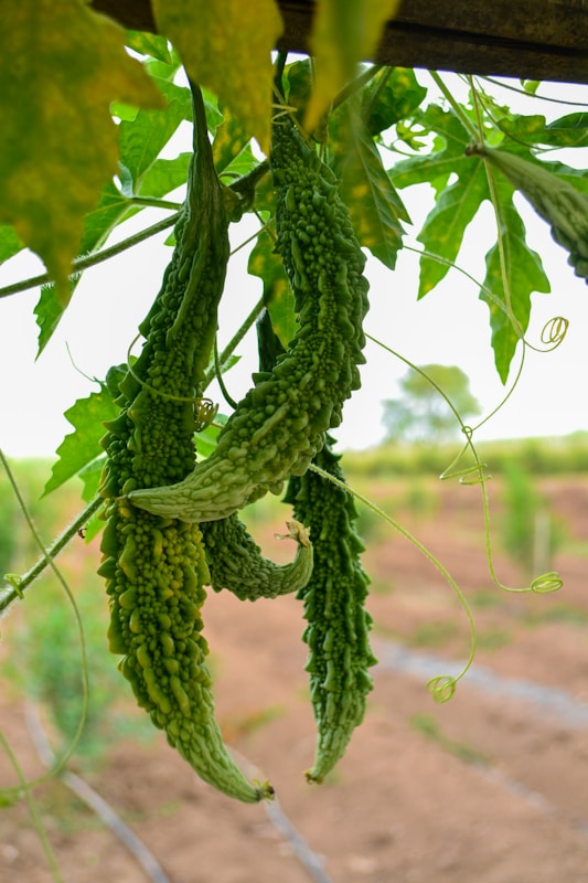 Health Benefits of Bitter Melon for Diabetes: Nature’s Blood Sugar Remedy 3 a bunch of cucumbers hanging from a vine