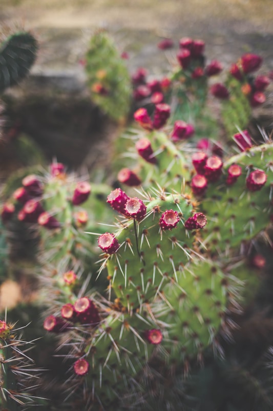 Prickly Pear Recipes: Unique, Healthy, and Delicious Ways to Use This Exotic Fruit 2 prickly pear recipes