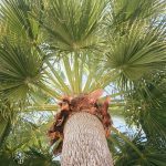 Home 13 A tall palm tree with a sky background