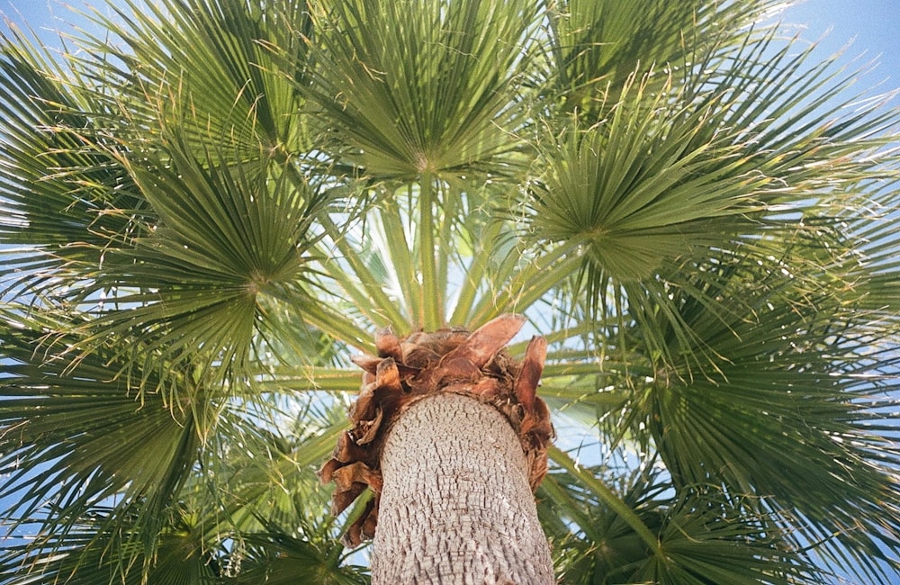 A tall palm tree with a sky background