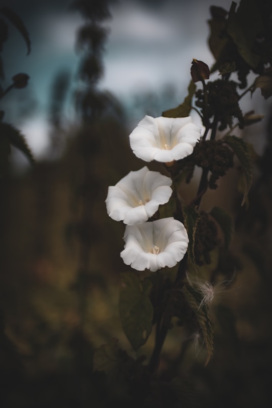 Medicinal Uses of Trumpet Flower: Powerful Healing Secrets Revealed 2 A couple of white flowers sitting on top of a plant | medicinal uses of trumpet flower