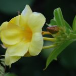a yellow flower with green leaves in the background