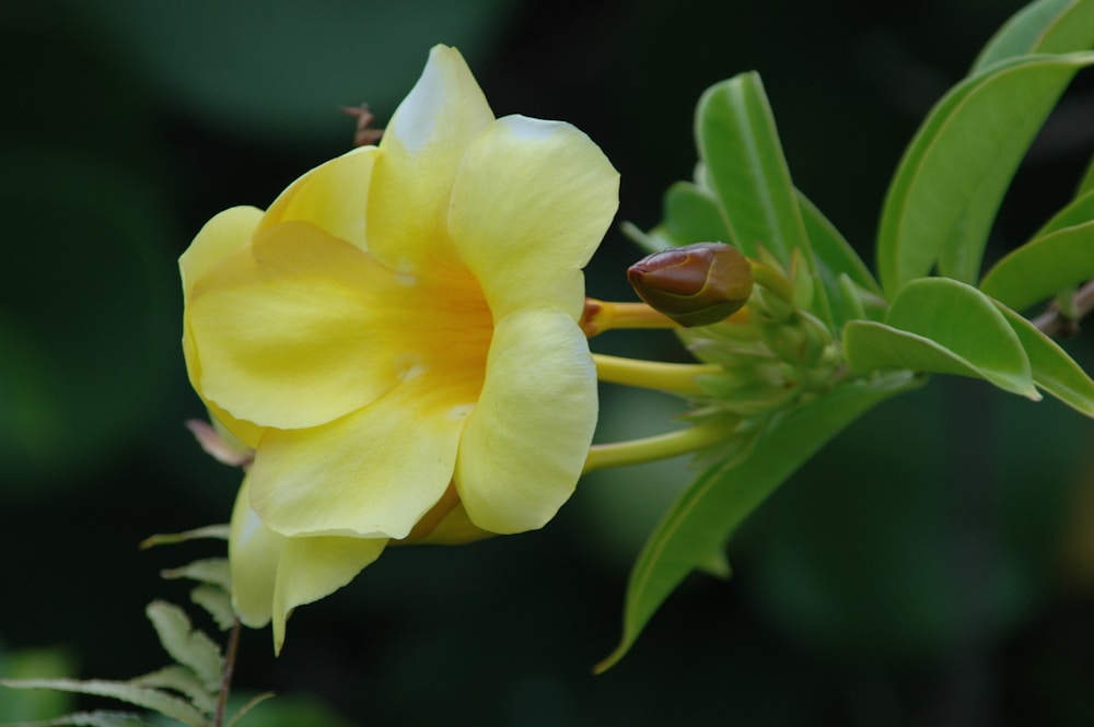 a yellow flower with green leaves in the background