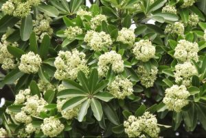 Devil Tree Plant: Benefits, Uses, and Why This Medicinal Tree Matters