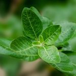 green leaf plant | medicinal uses of Ashwagandha