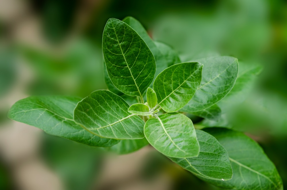 green leaf plant | medicinal uses of Ashwagandha