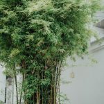 green-leafed bamboo plants | How to grow bamboo plant at home