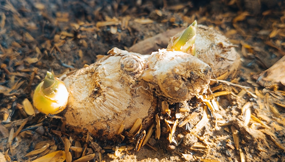 5 Great Herbal Remedy for Stomach Bloating: Natural and Effective Ways to Relieve Digestive Discomfort 2 ginger root | herbal remedy for stomach bloating