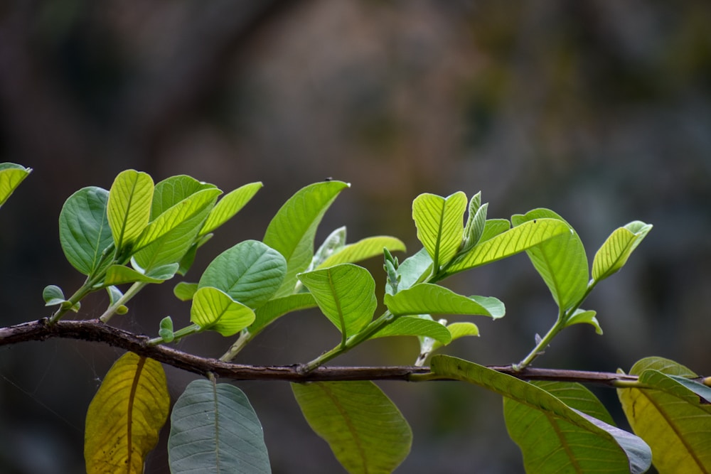 Uses of Guava Leaves in Medicine: A Powerful Herbal Remedy Backed by Science 2 selective focus photography of green tree leaves | uses of guava leaves in medicine