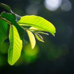 a close up of a green leaf on a tree