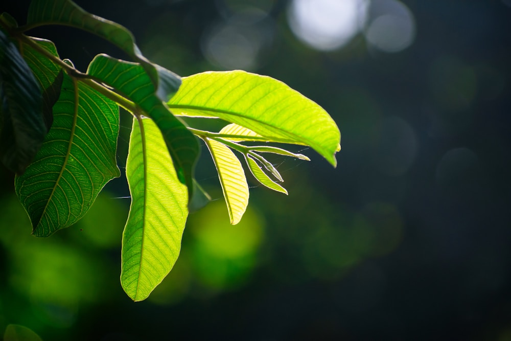 a close up of a green leaf on a tree