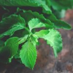 tulsi (holy basil) | medicinal plants for skin diseases