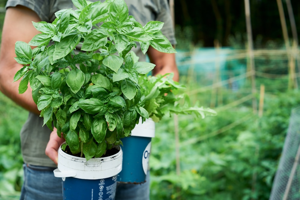 green plant in blue plastic bucket | nutritional value of basil tea
