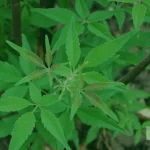 Top Health Benefits of Lagundi Leaves (1)