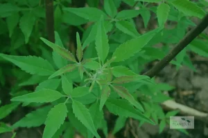10 Amazing Health Benefits of Lagundi Leaves You Should Know