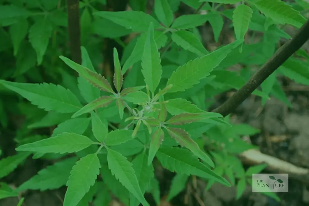 10 Amazing Health Benefits of Lagundi Leaves You Should Know