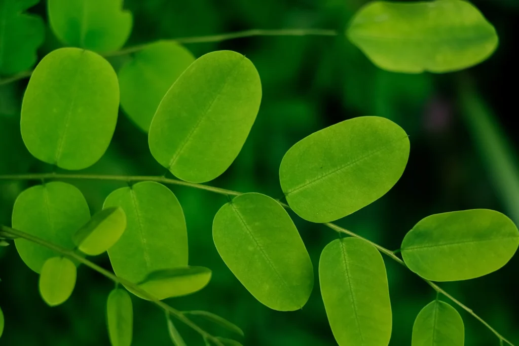health-Benefits-of-Moringa-scaled