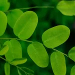 health-Benefits-of-Moringa-scaled