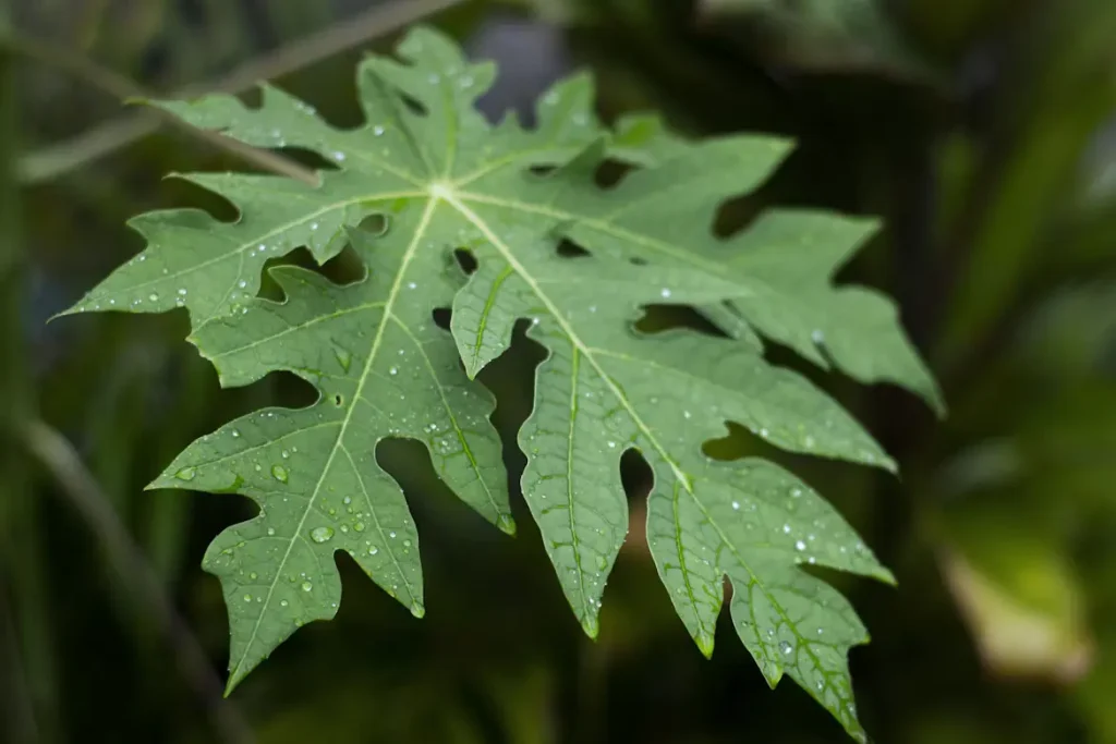Papaya Leaves