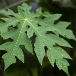 Papaya Leaves
