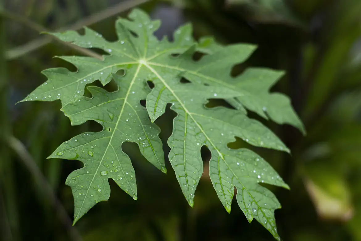 Papaya Leaves Benefits: Uses, Nutrition, and What the Research Says